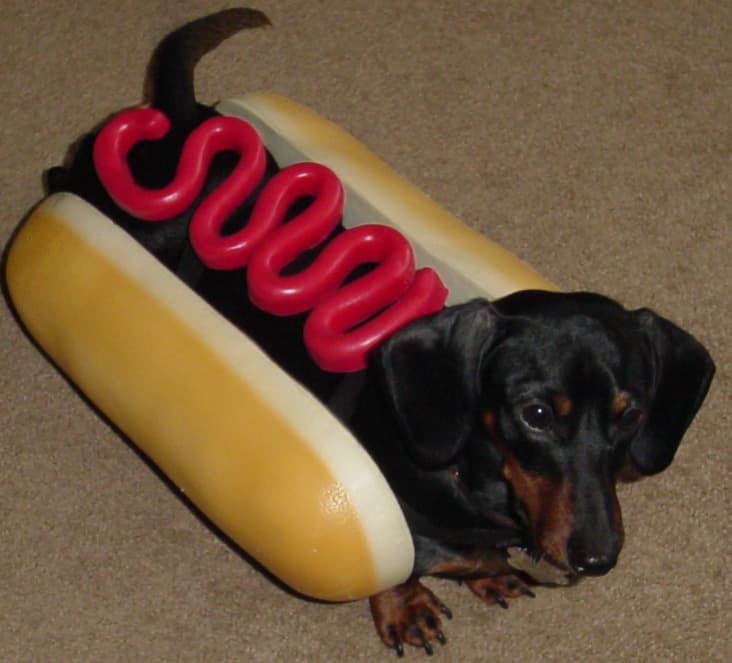 Cutest Pet Costumes for Halloween
